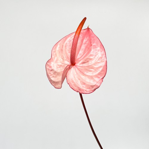 Anthurium (Local) - Peach Pink (1 Stem)