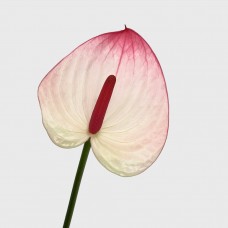 Anthurium (Local) - Lybra (1 Stem) Anthurium (Local) - Lybra (1 Stem)