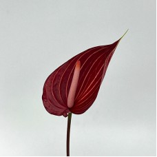 Anthurium (Local) - Safari Maroon Line (1 Stem)