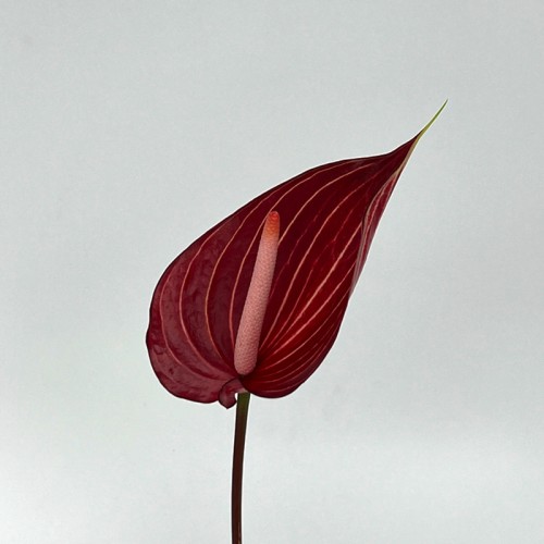 Anthurium (Local) - Safari Maroon Line (1 Stem) Anthurium (Local) - Safari Maroon Line (1 Stem)
