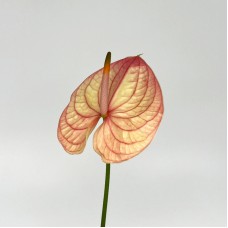 Anthurium (Local) - Nursia (1 Stem)