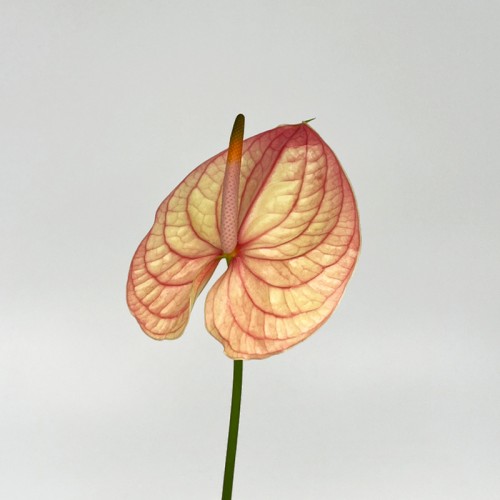 Anthurium (Local) - Nursia (1 Stem) Anthurium (Local) - Nursia (1 Stem)