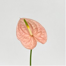 Anthurium (Local) - Cheers (1 Stem)