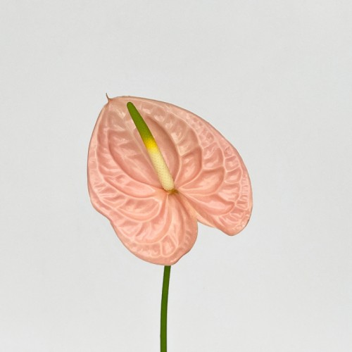 Anthurium (Local) - Cheers (1 Stem) Anthurium (Local) - Cheers (1 Stem)