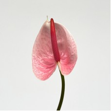 Anthurium (Local) - Pink (1 Stem) Anthurium (Local) - Pink (1 Stem)