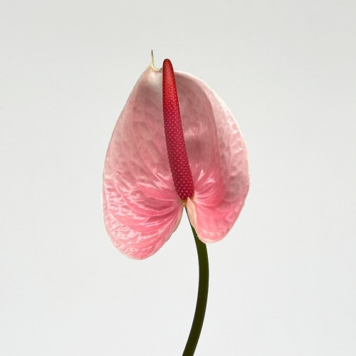 Anthurium (Local) - Pink (1 Stem) Anthurium (Local) - Pink (1 Stem)