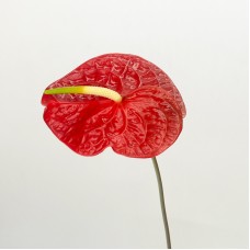 Anthurium (Local) - Calisto Red (1 Stem)