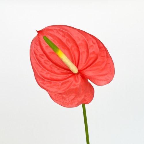 Anthurium (Local) - Sante (1 Stem)
