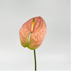 Anthurium (Local) - Senator (1 Stem)