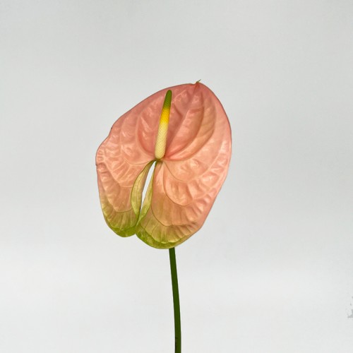 Anthurium (Local) - Senator (1 Stem) Anthurium (Local) - Senator (1 Stem)