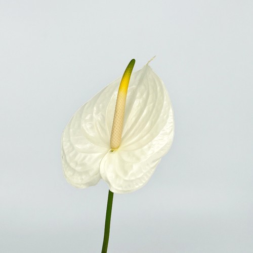 Anthurium (Local) - White (1 Stem)