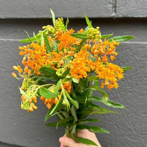 Asclepias Tuberosa (Imported) - Orange (5 Stems) Asclepias Tuberosa (Imported) - Orange (5 Stems)