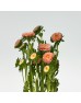 Aster (Imported) - Champagne (Per Bundle) Aster (Imported) - Champagne (Per Bundle)