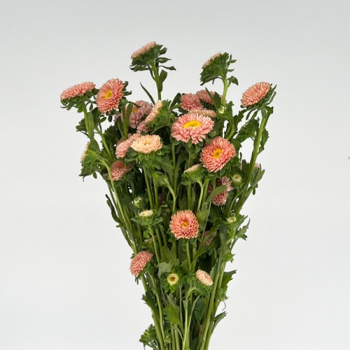 Aster (Imported) - Champagne (Per Bundle) Aster (Imported) - Champagne (Per Bundle)