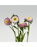Aster (Imported) - Pink (Per Bundle) Aster (Imported) - Pink (Per Bundle)