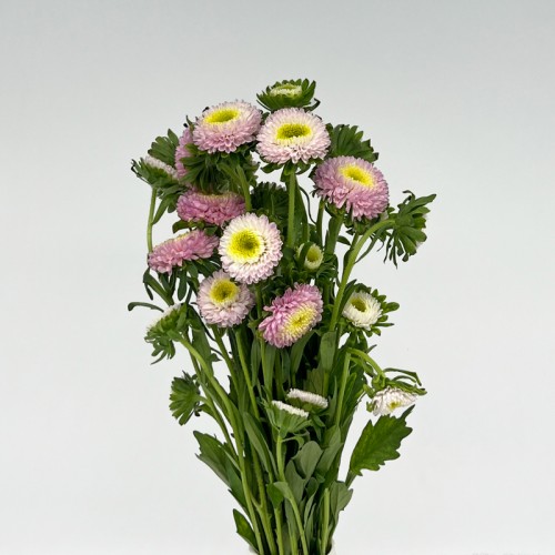 Aster (Imported) - Pink (Per Bundle) Aster (Imported) - Pink (Per Bundle)