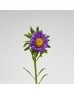 Aster (Imported) - Purple (Per Bundle) Aster (Imported) - Purple (Per Bundle)