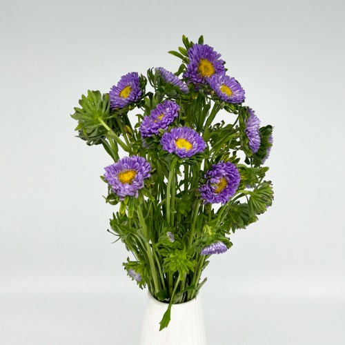Aster (Imported) - Purple (Per Bundle) Aster (Imported) - Purple (Per Bundle)