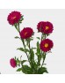 Aster (Local) - Red (Per Bundle)