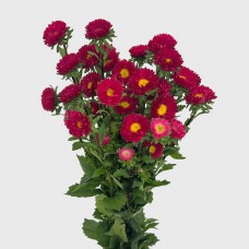 Aster (Local) - Red (Per Bundle) Aster (Local) - Red (Per Bundle)