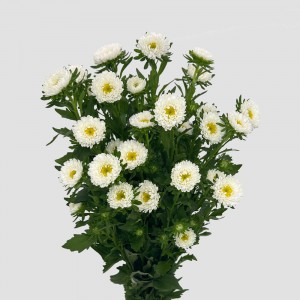Aster (Local) - White (Per Bundle)