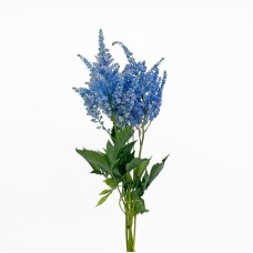 Astilbe (Imported) - Blue (5 Stems)