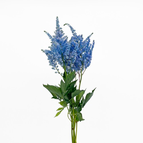 Astilbe (Imported) - Blue (5 Stems) Astilbe (Imported) - Blue (5 Stems)