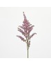 Astilbe (Imported) - Purple (5 Stems)