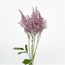 Astilbe (Imported) - Purple (5 Stems)