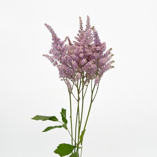 Astilbe (Imported) - Purple (5 Stems)