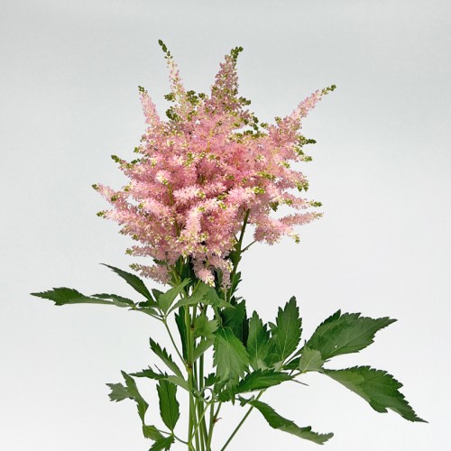 Astilbe (Imported) - Light Pink (5 Stems) Astilbe (Imported) - Light Pink (5 Stems)