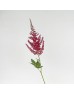 Astilbe (Imported) - Red (5 Stems)
