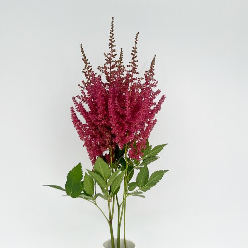 Astilbe (Imported) - Red (5 Stems)