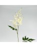 Astilbe (Imported) - White (5 Stems)