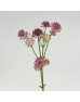 Astrantia (Imported) - Roma Cherry (5 Stems) Astrantia (Imported) - Roma Cherry (5 Stems)