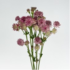 Astrantia (Imported) - Roma Cherry (5 Stems)
