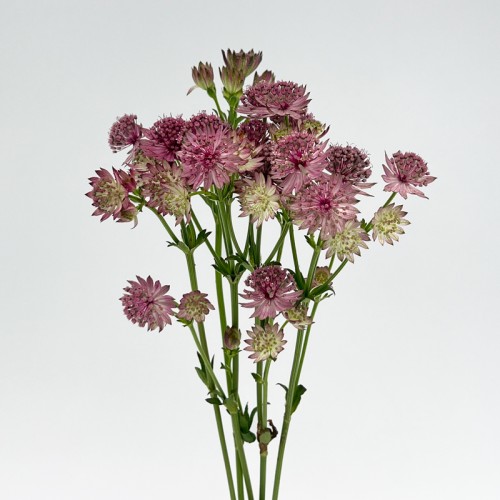 Astrantia (Imported) - Roma Cherry (5 Stems) Astrantia (Imported) - Roma Cherry (5 Stems)