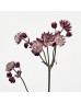 Astrantia (Imported) - Star of Love (5 Stems)