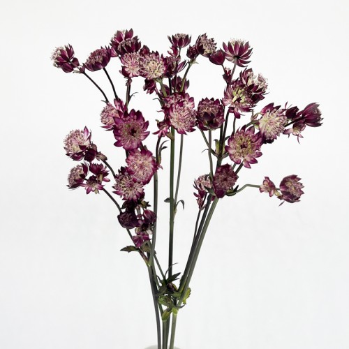 Astrantia (Imported) - Star of Love (5 Stems)