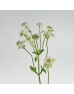 Astrantia (Imported) - White (5 Stems)