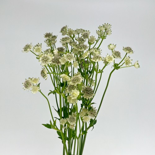 Astrantia (Imported) - White (5 Stems)
