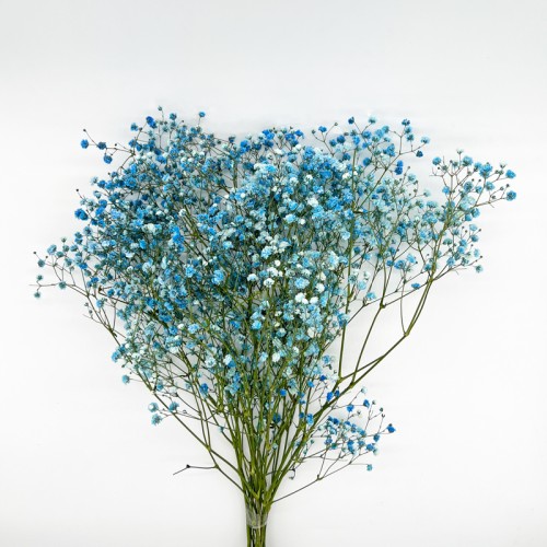 Baby's Breath (Imported) - Blue (Per Bundle) Baby's Breath (Imported) - Blue (Per Bundle)