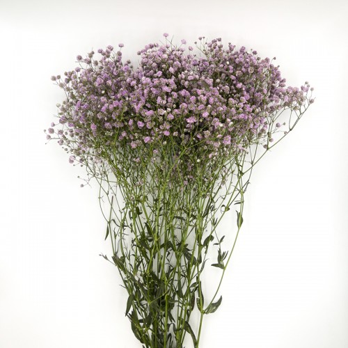 Baby's Breath (Imported) - Purple (Per Bundle) Baby's Breath (Imported) - Purple (Per Bundle)