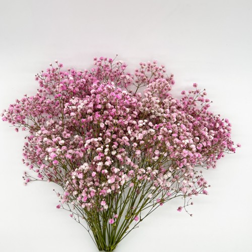 Baby's Breath (Imported) - Light Pink (Per Bundle) Baby's Breath (Imported) - Light Pink (Per Bundle)