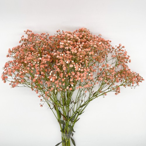 Baby's Breath (Imported) - Orange (Per Bundle) Baby's Breath (Imported) - Orange (Per Bundle)