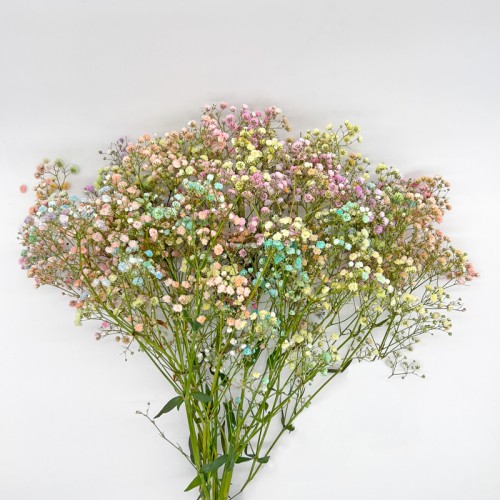 Baby's Breath (Imported) - Rainbow (Per Bundle) Baby's Breath (Imported) - Rainbow (Per Bundle)