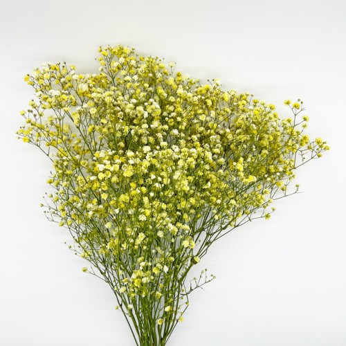 Baby's Breath (Imported) - Yellow (Per Bundle) Baby's Breath (Imported) - Yellow (Per Bundle)