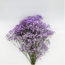 Baby's Breath (Imported) - Purple (5 Stems) Baby's Breath (Imported) - Purple (5 Stems)