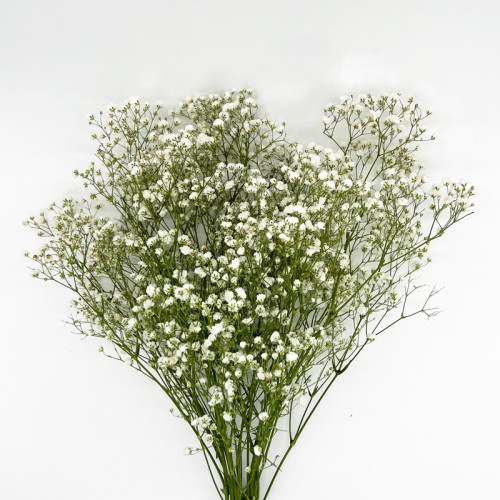 Baby's Breath (Imported) - White (Per Bundle) Baby's Breath (Imported) - White (Per Bundle)
