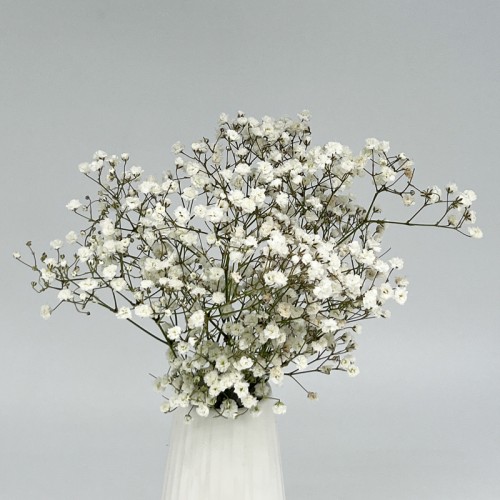 Baby's Breath (Imported) - White (5/25 Stems) Baby's Breath (Imported) - White (5/25 Stems)